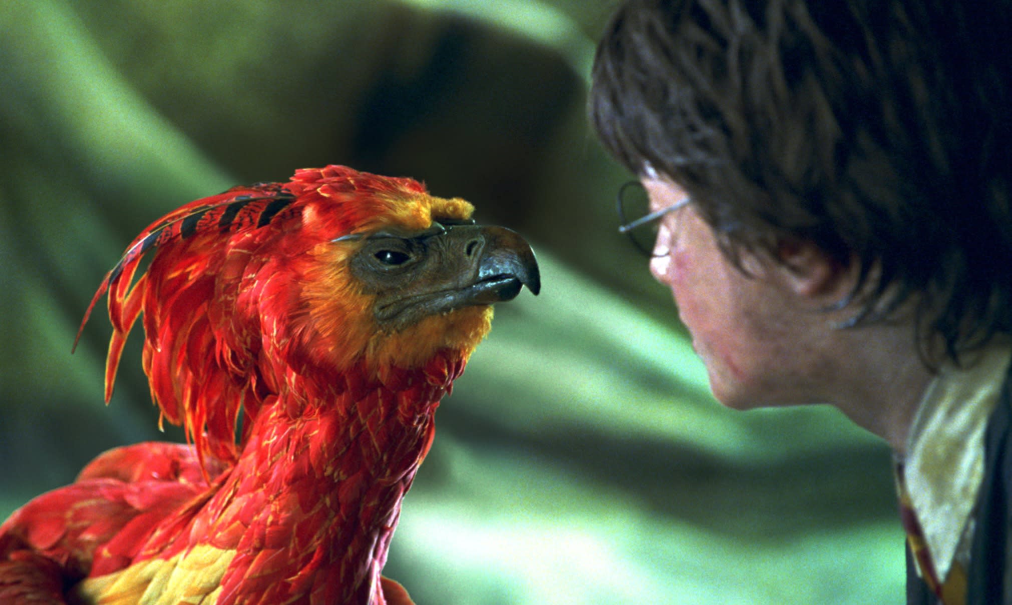 Fawkes heals Harry 