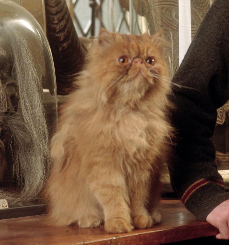 PMARCHIVE-WB F3 Crookshanks SOLOcrop C240 51 UP HPE3 6ks43jN6Sc8oaSAsc4i0Ki-b5