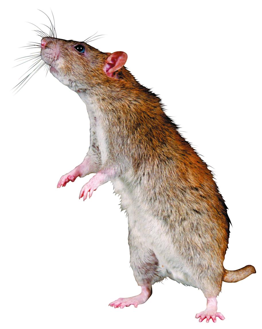 Scabbers standing on his hind legs 