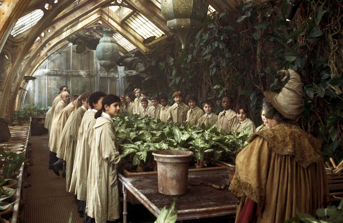 Harry Potter | Complete the quote quiz: Professor Sprout Edition ...