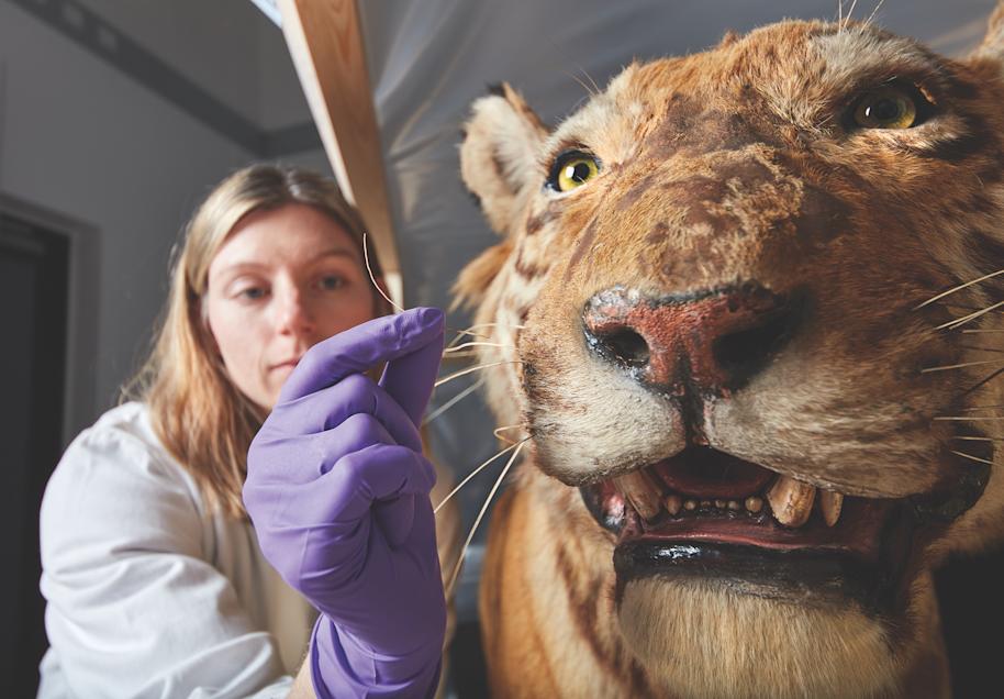 IMAGE-nikki-and-tiger-natural-history-museum