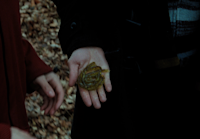 Gillyweed