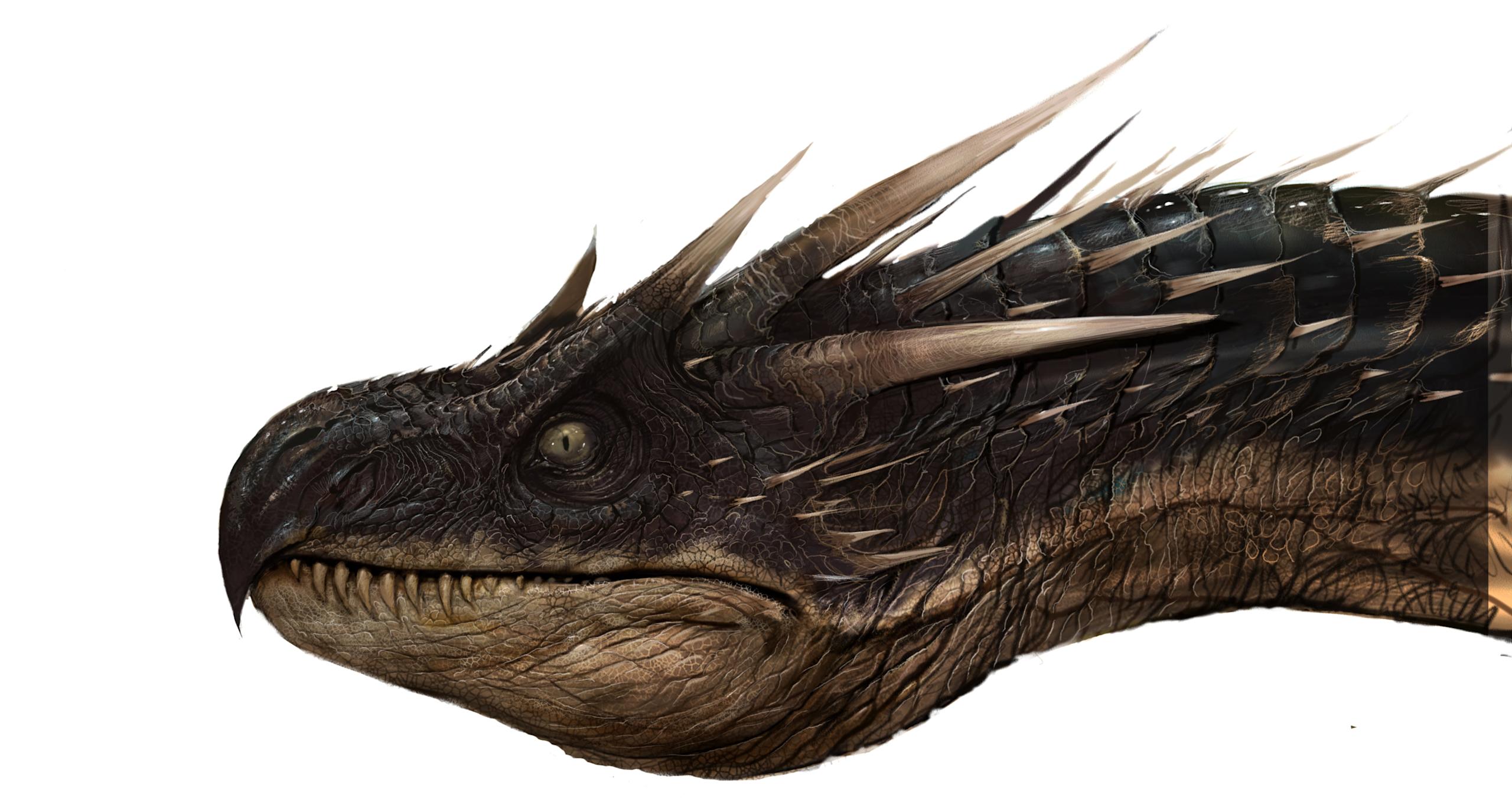 Horntail's head 