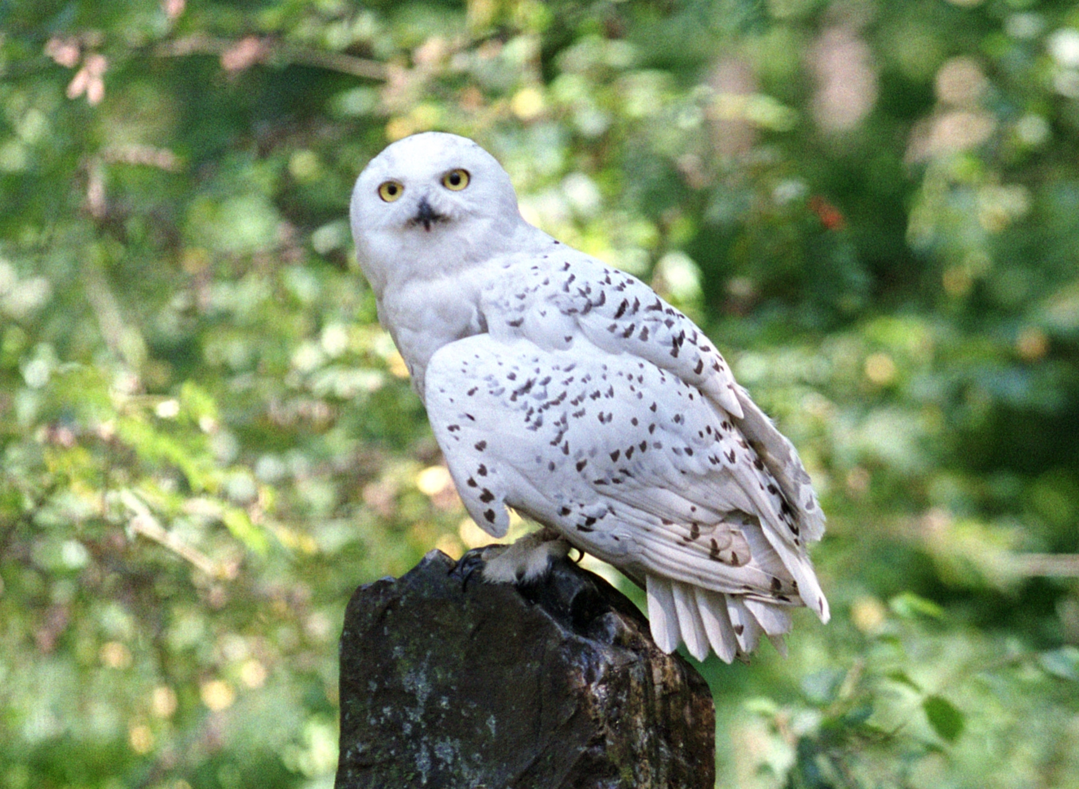 Harry Potter: popular Hedwig